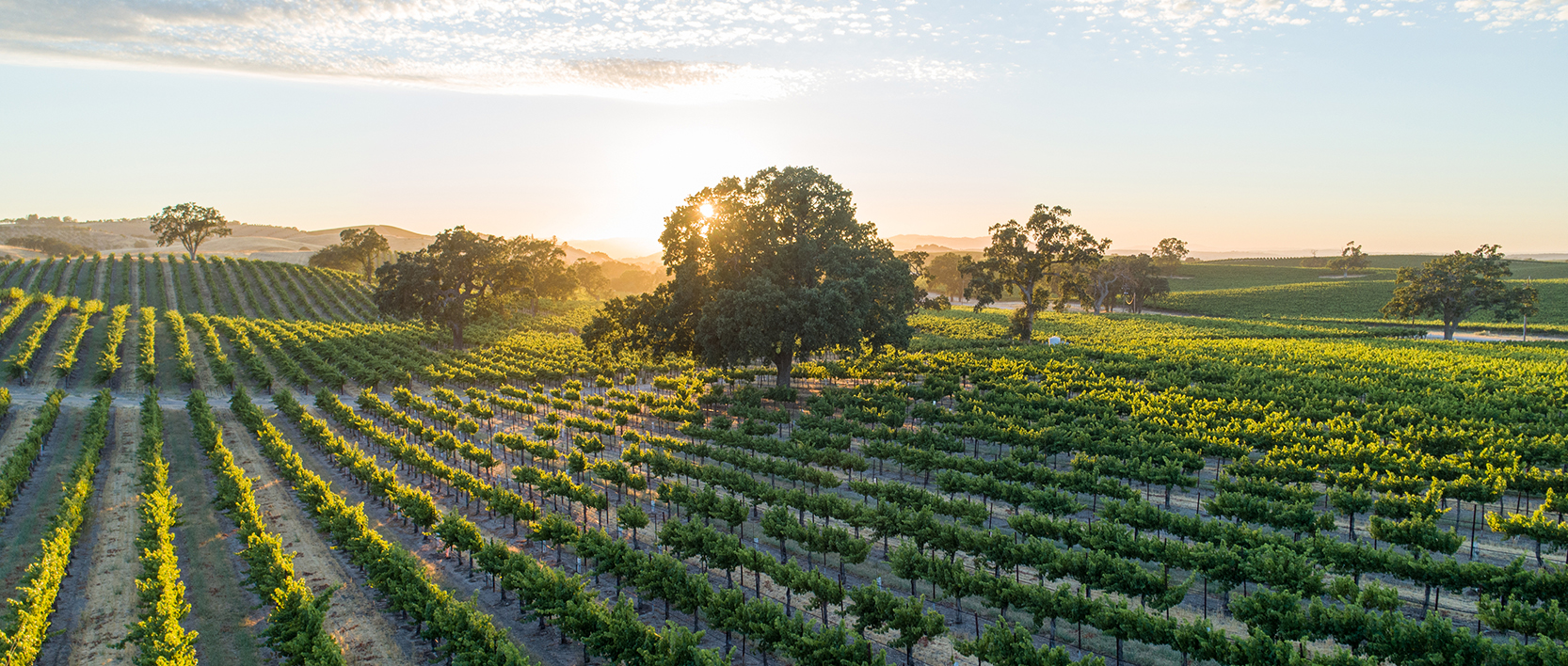 Highway West Vacations, Vineyard Escapes. Lush, green vineyard in late spring. Oak trees backlit by golden setting sun. Light rays flooding through trees, casting long shadows in golden-hour. Light puffy clouds in light blue sky.