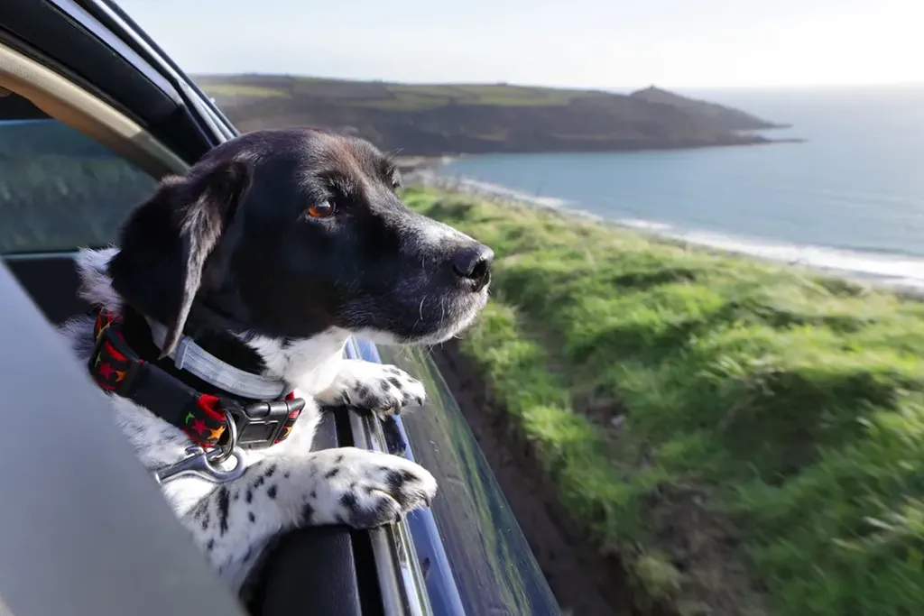 Flying Flags Avila Beach Featured in The Week